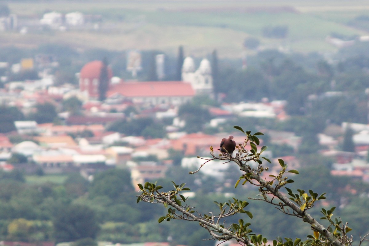 Red-billed Pigeon - ML645577444