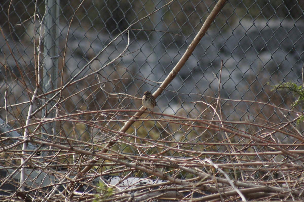 Song Sparrow - ML645577446