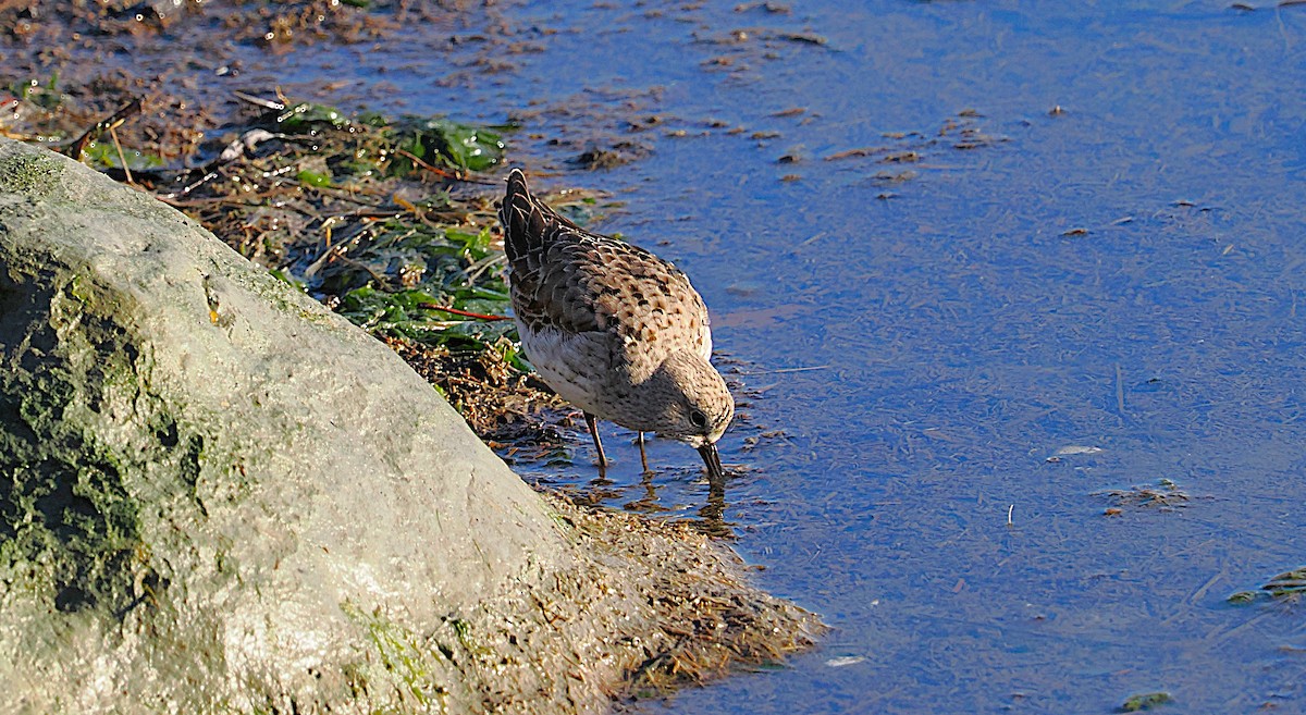 bonapartesnipe - ML645577460