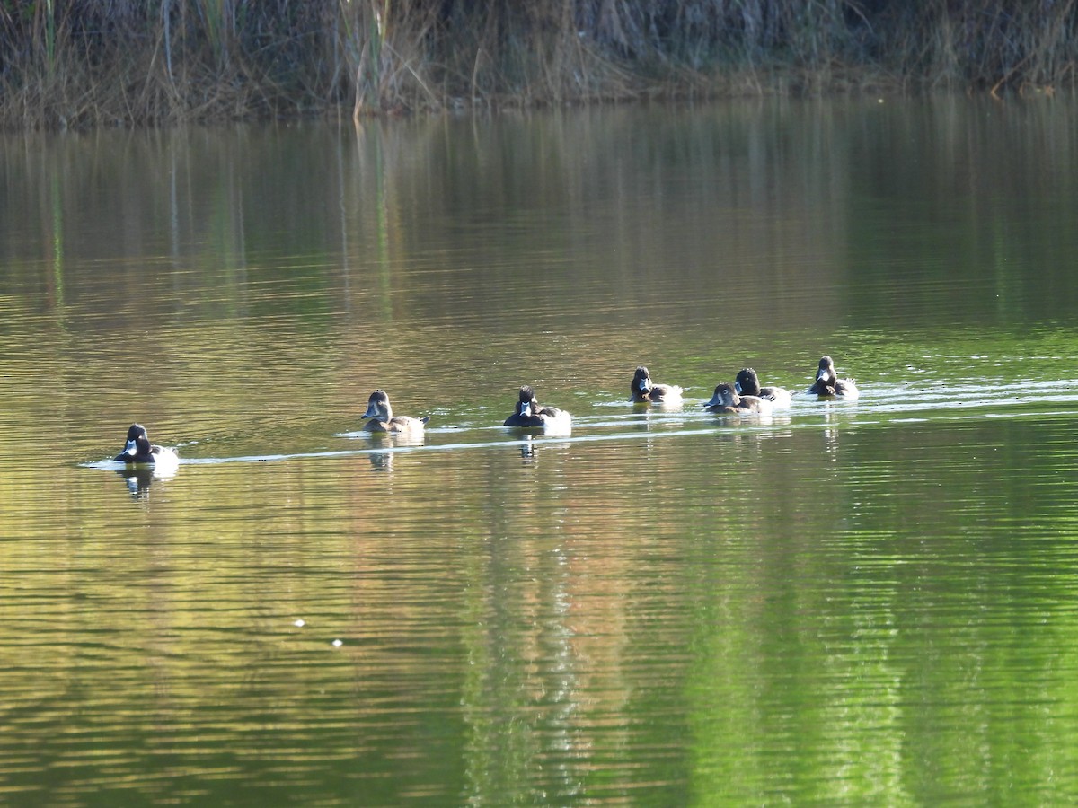 צולל צווארון - ML645577464