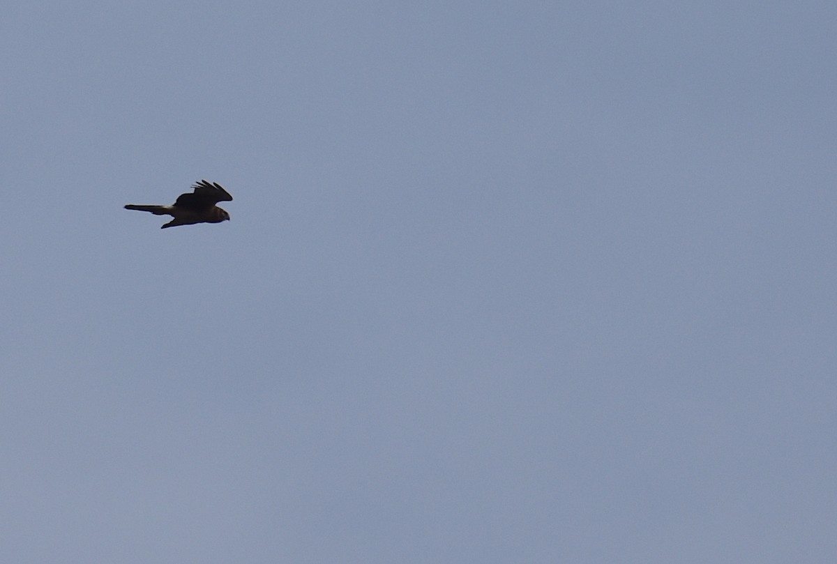 Mirotz zuri iparramerikarra - ML645577468