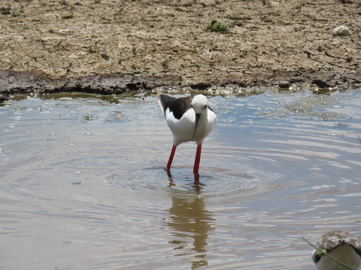 Black-winged Stilt - ML645577473