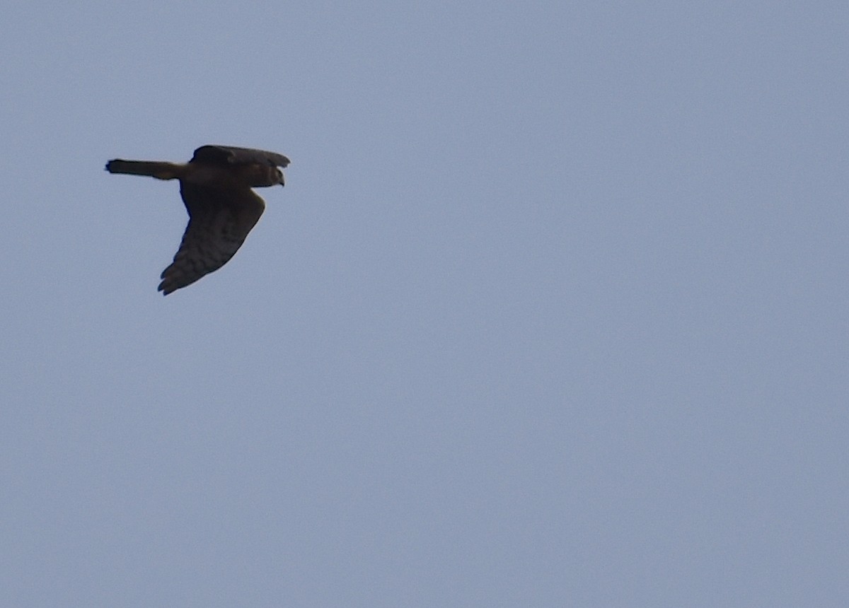 Mirotz zuri iparramerikarra - ML645577474