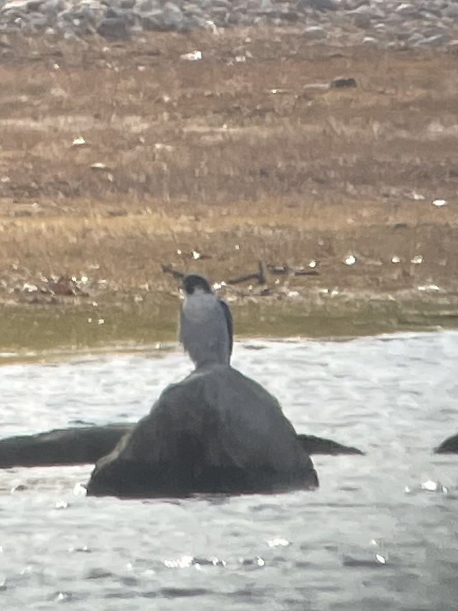 Peregrine Falcon - ML645577475