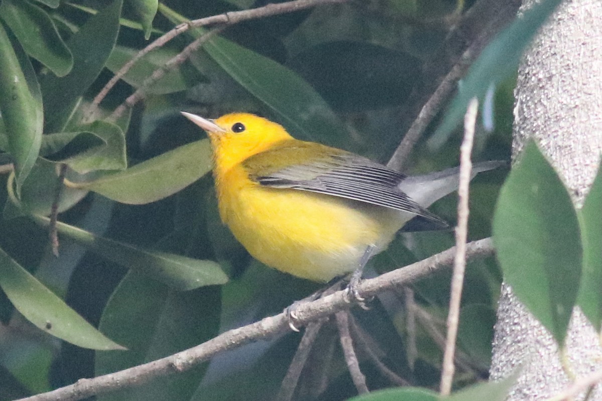 Prothonotary Warbler - ML645577483