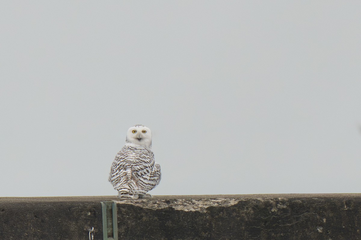 Snowy Owl - ML645577488