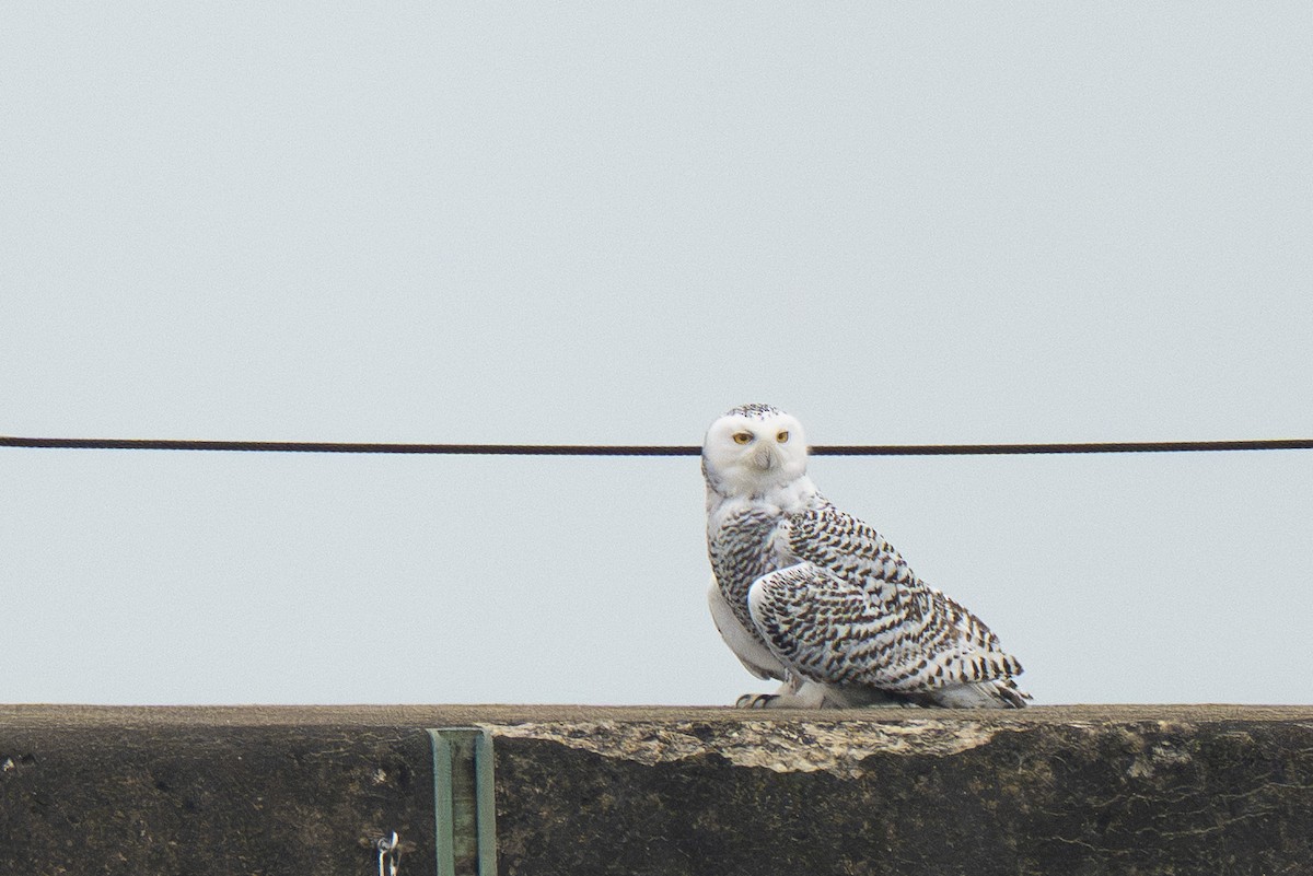 Snowy Owl - ML645577489