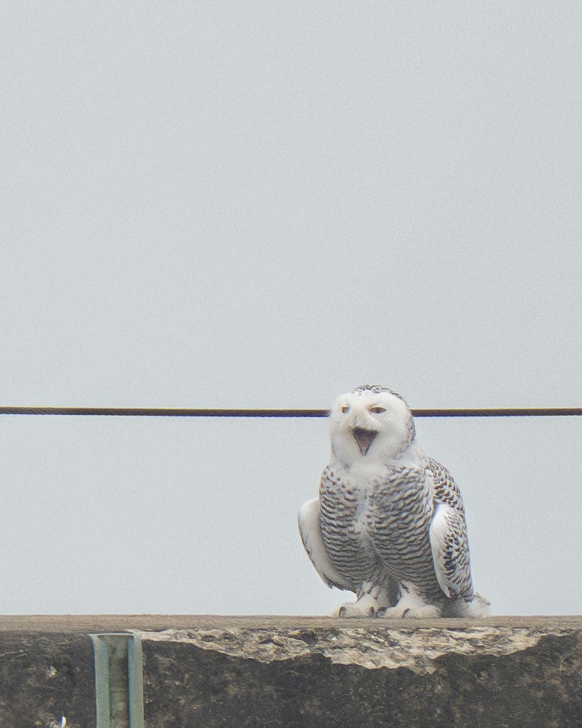 Snowy Owl - ML645577490