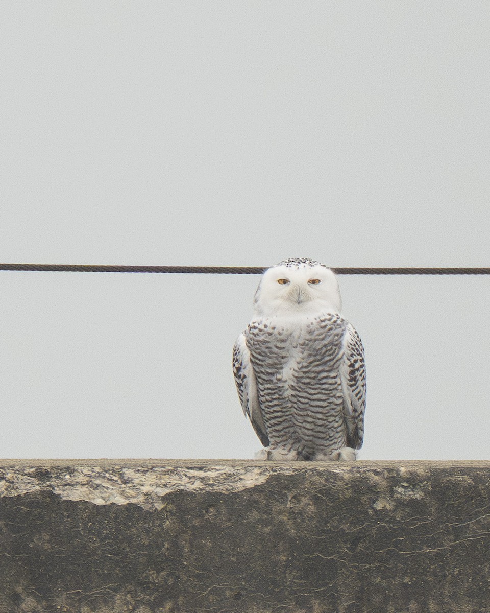 Snowy Owl - ML645577491