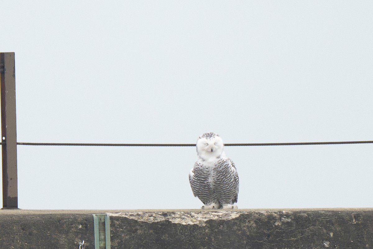 Snowy Owl - ML645577492