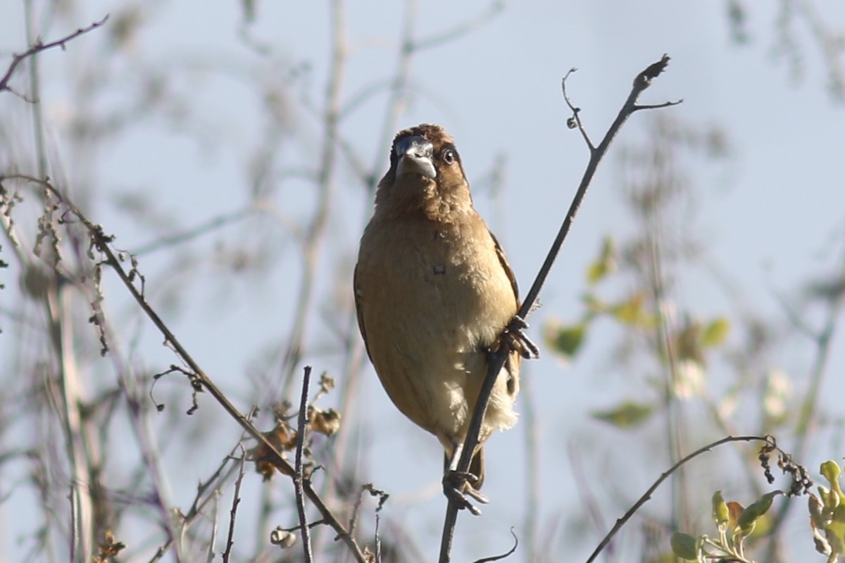 Scaly-breasted Munia - ML645577502