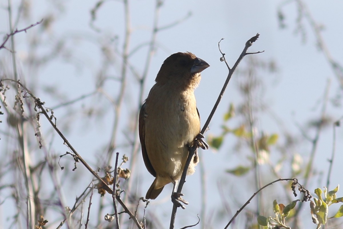Scaly-breasted Munia - ML645577506