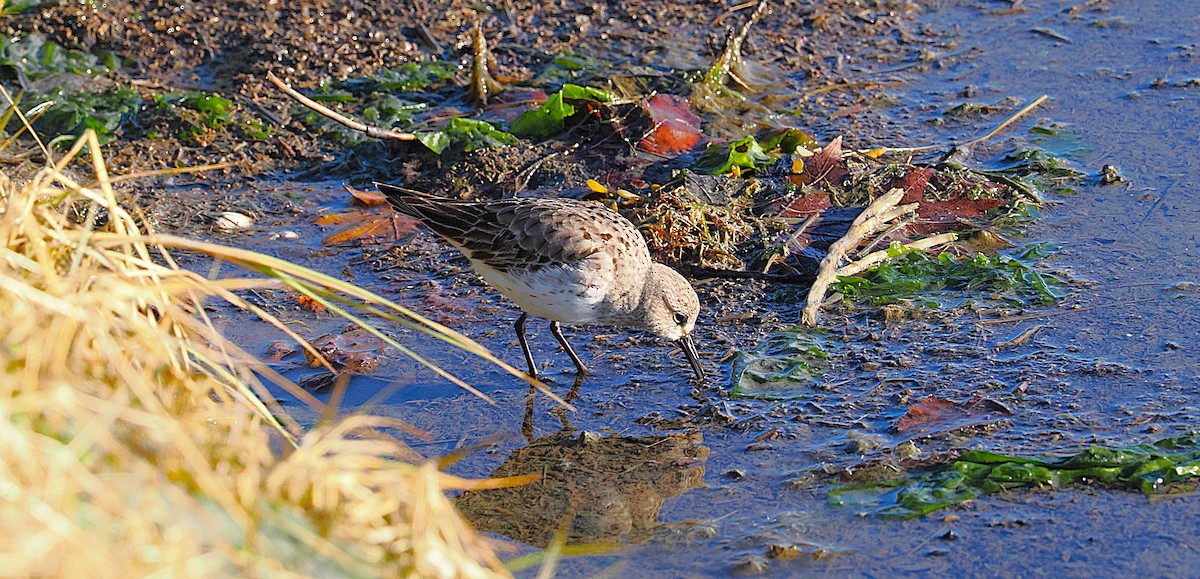 bonapartesnipe - ML645577507