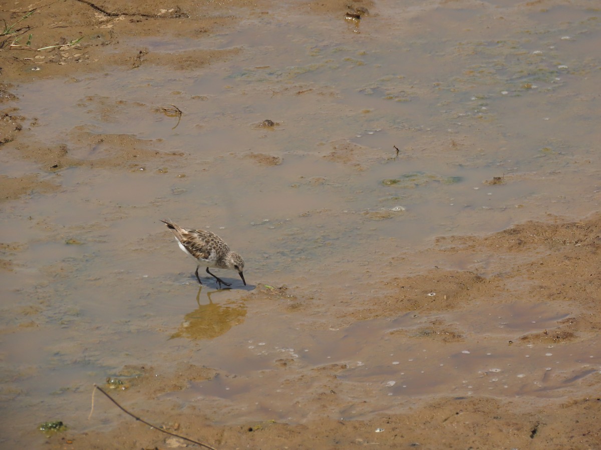 Küçük Kumkuşu - ML645577515