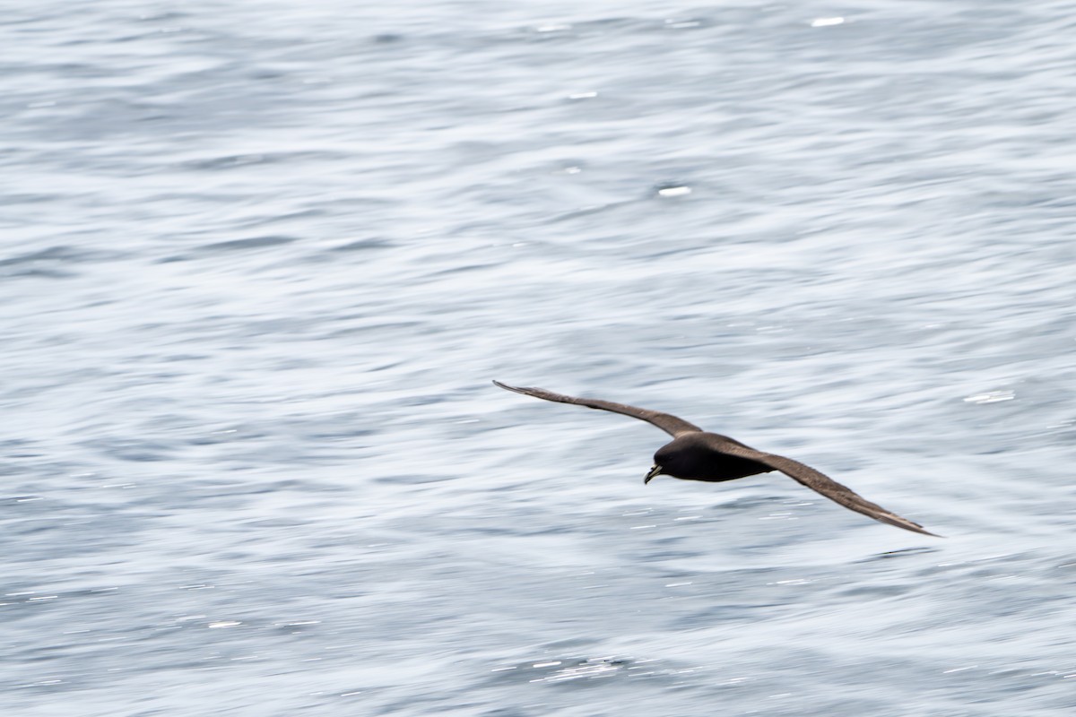 White-chinned Petrel - ML645577521