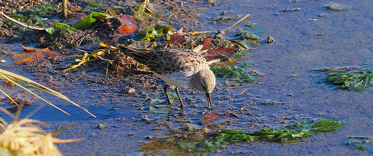 bonapartesnipe - ML645577522