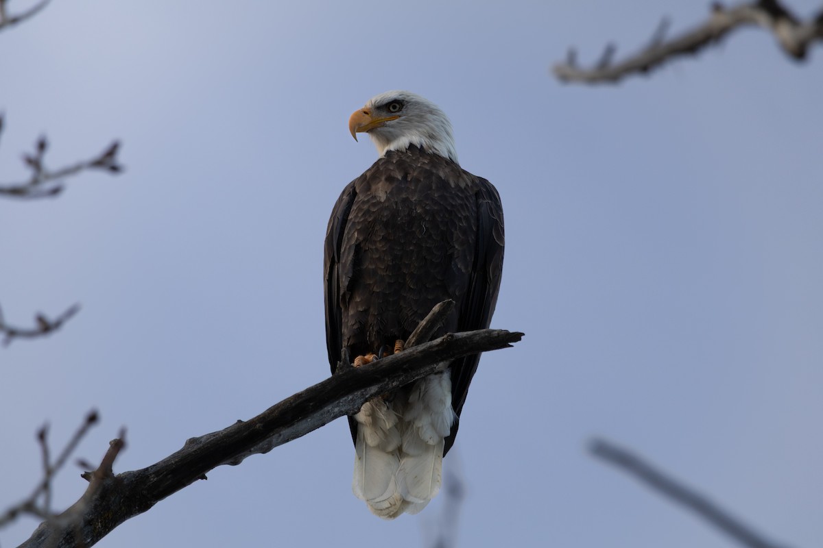 Pygargue à tête blanche - ML645577544