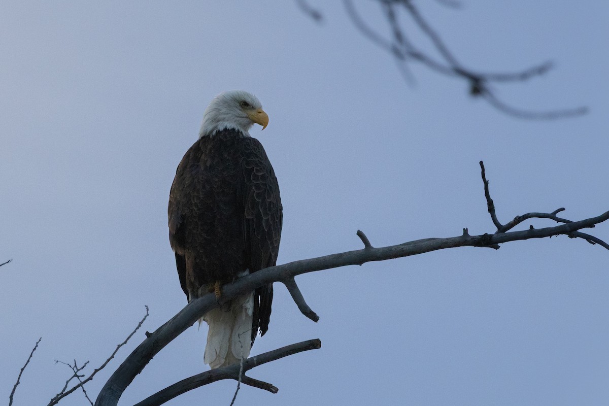 Pygargue à tête blanche - ML645577545
