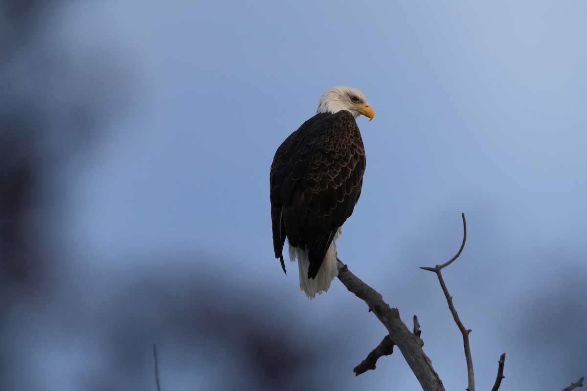 Pygargue à tête blanche - ML645577546