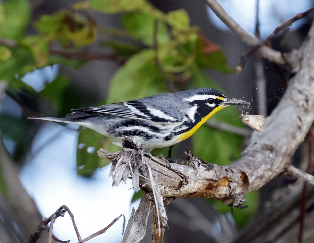 Yellow-throated Warbler - ML645577566
