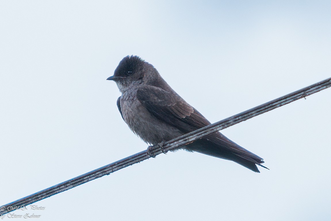 White-thighed Swallow - ML645577568
