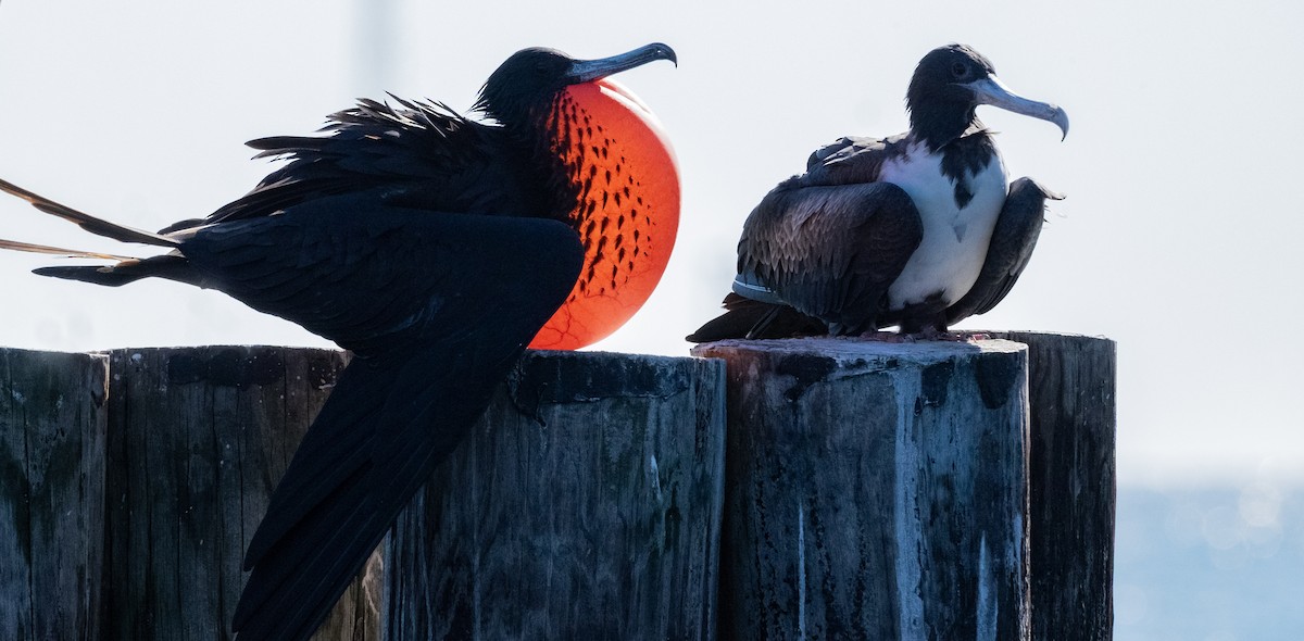 Magnificent Frigatebird - ML645577578