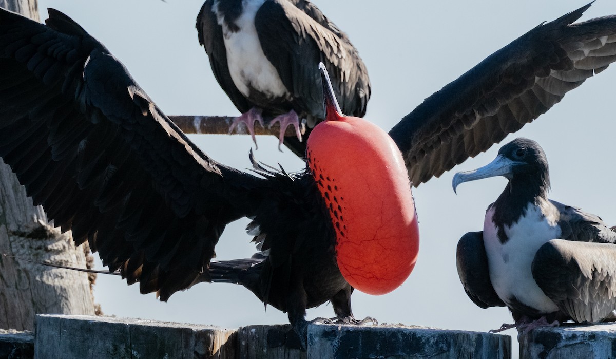Magnificent Frigatebird - ML645577583