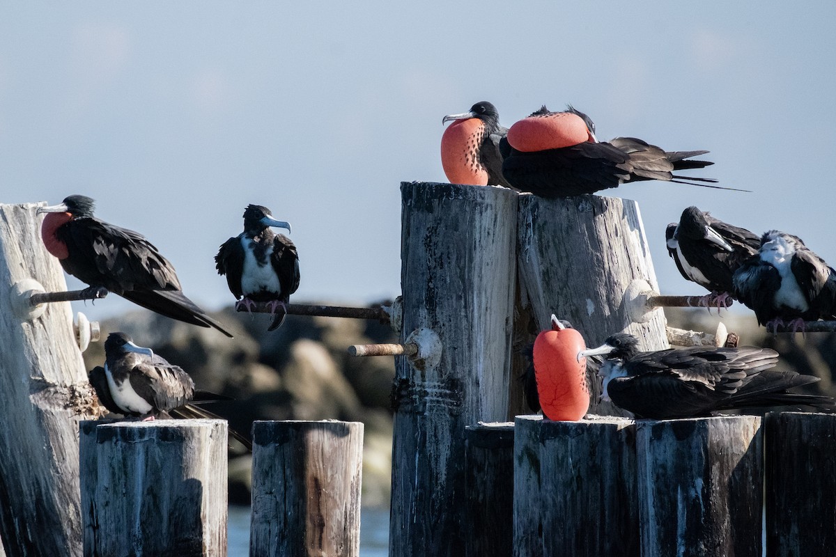 Magnificent Frigatebird - ML645577585