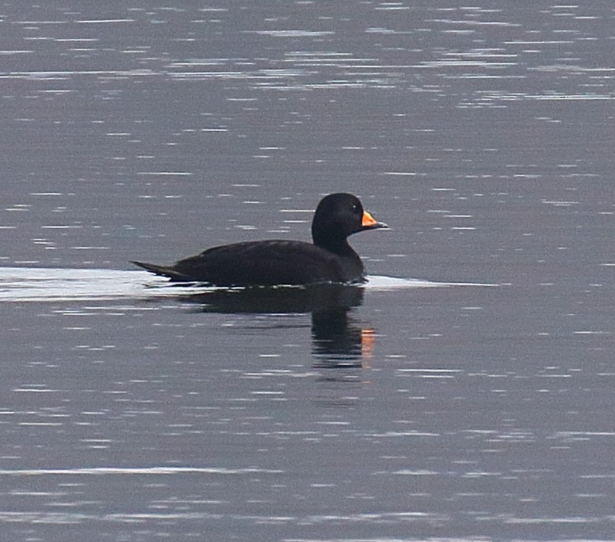 amerikasvartand - ML645577601