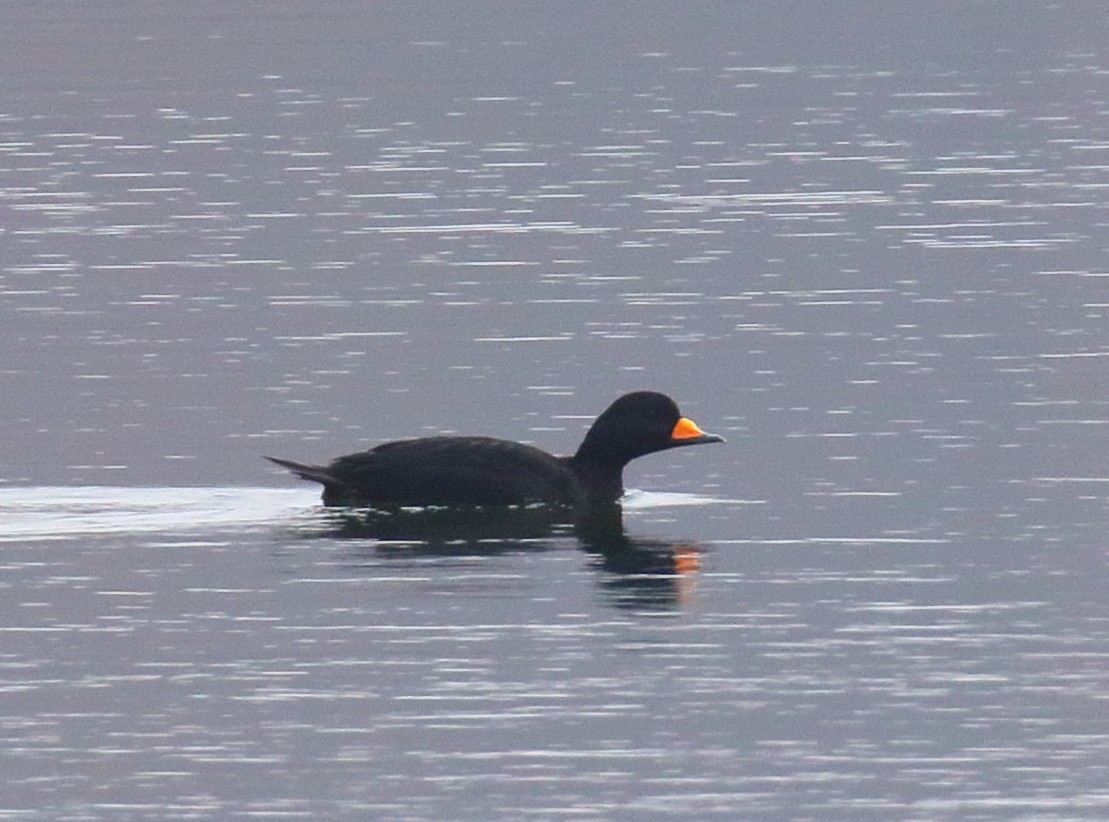 amerikasvartand - ML645577607