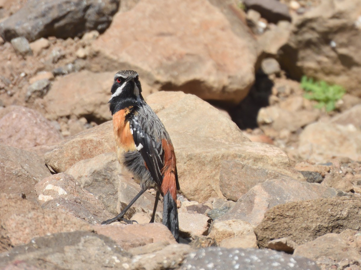 Drakensberg Rockjumper - ML645577608