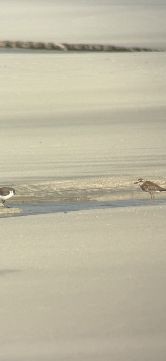 Corriere asiatico - ML645577631