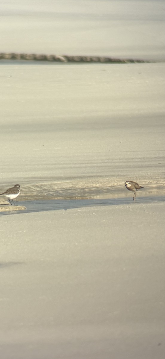 Corriere asiatico - ML645577632