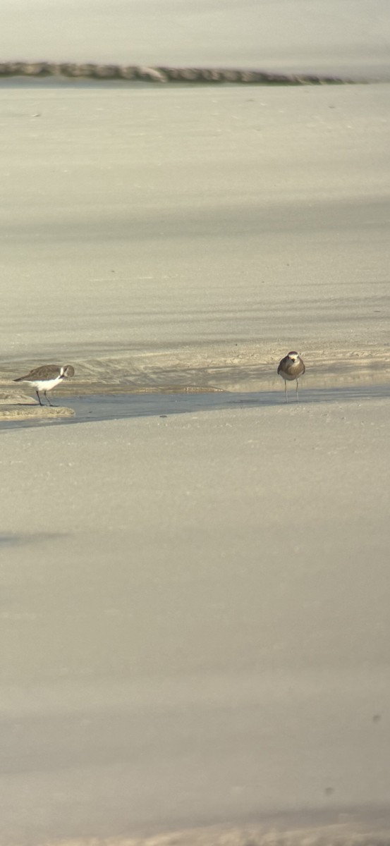 Corriere asiatico - ML645577633