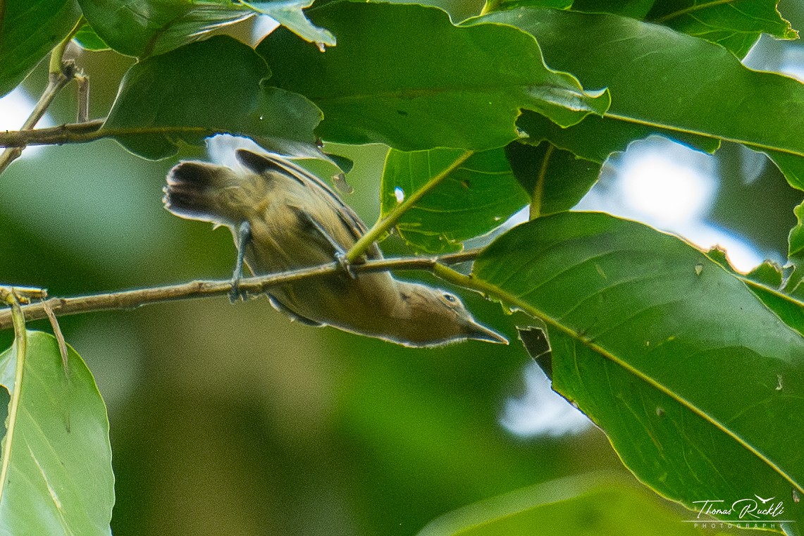 gråmaursmett - ML645577644