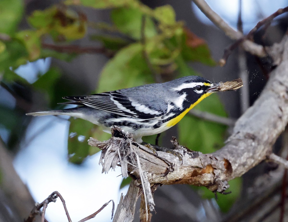 Yellow-throated Warbler - ML645577648