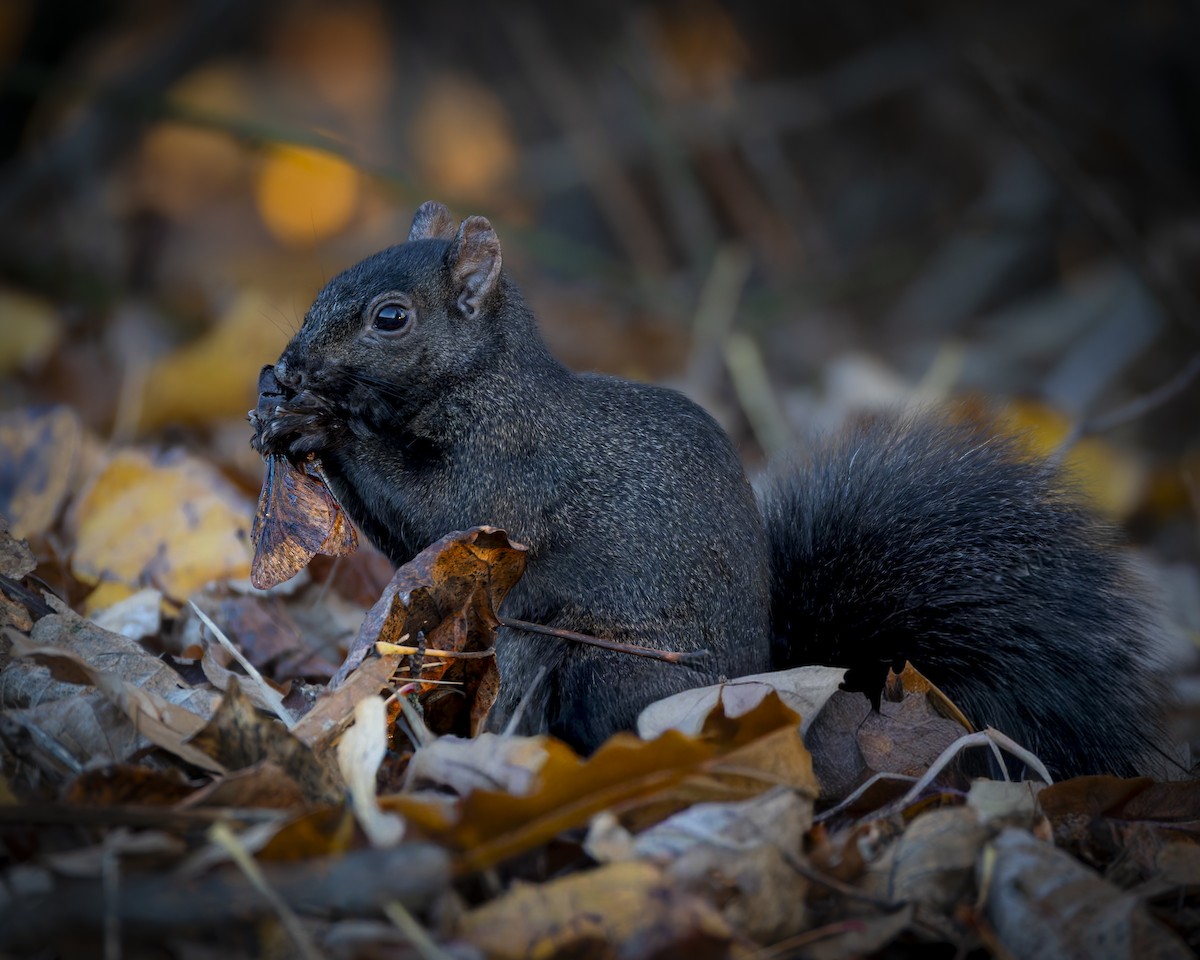 Eastern Gray Squirrel - ML645577668