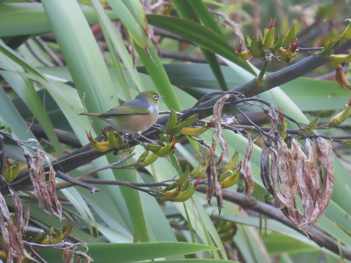 Silvereye - ML645577669