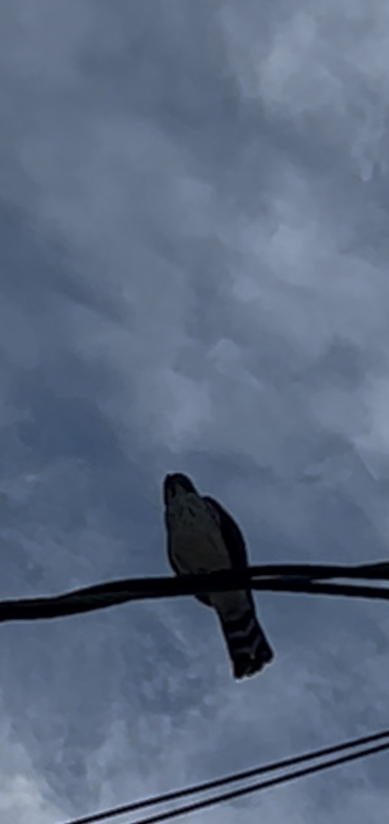 Double-toothed Kite - ML645577676