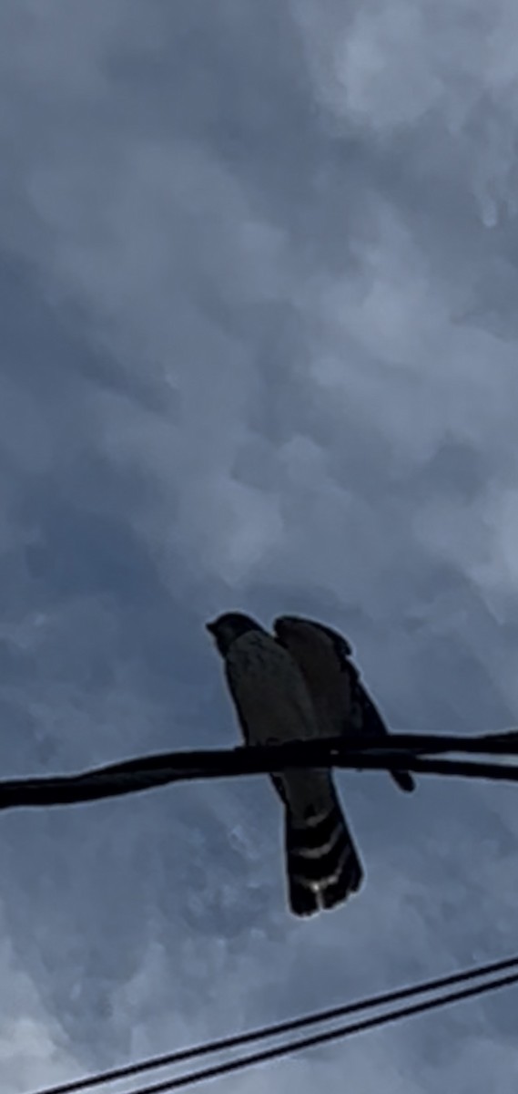 Double-toothed Kite - ML645577677