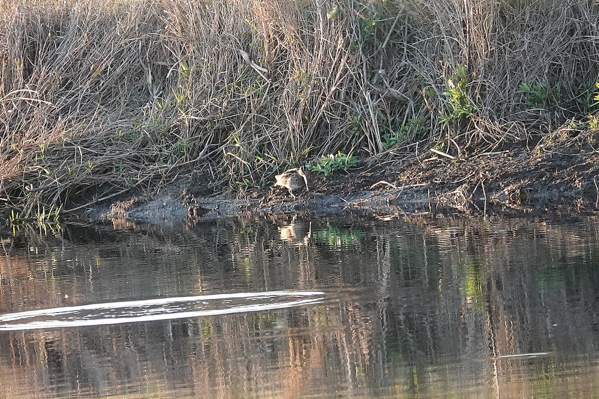 Wilson's Snipe - ML645577686