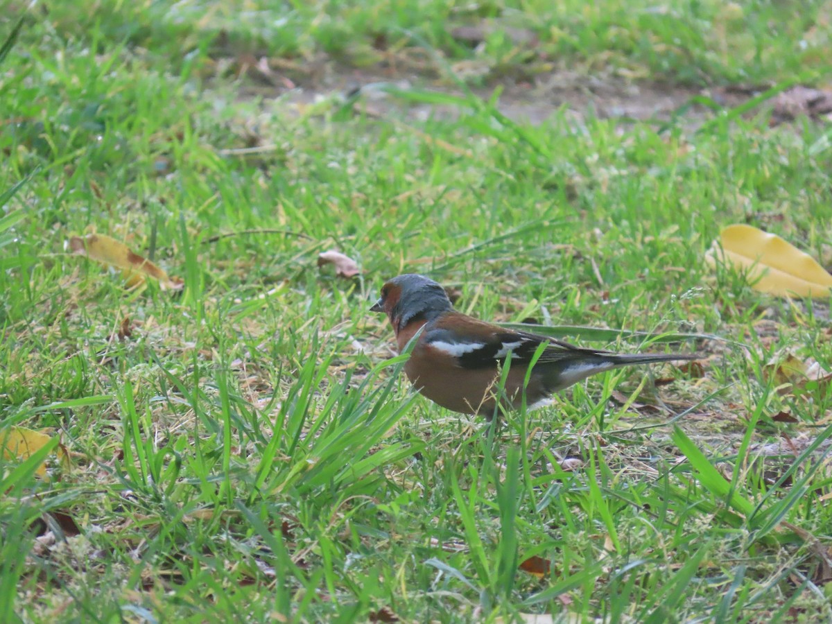 Txonta arrunta - ML645577696