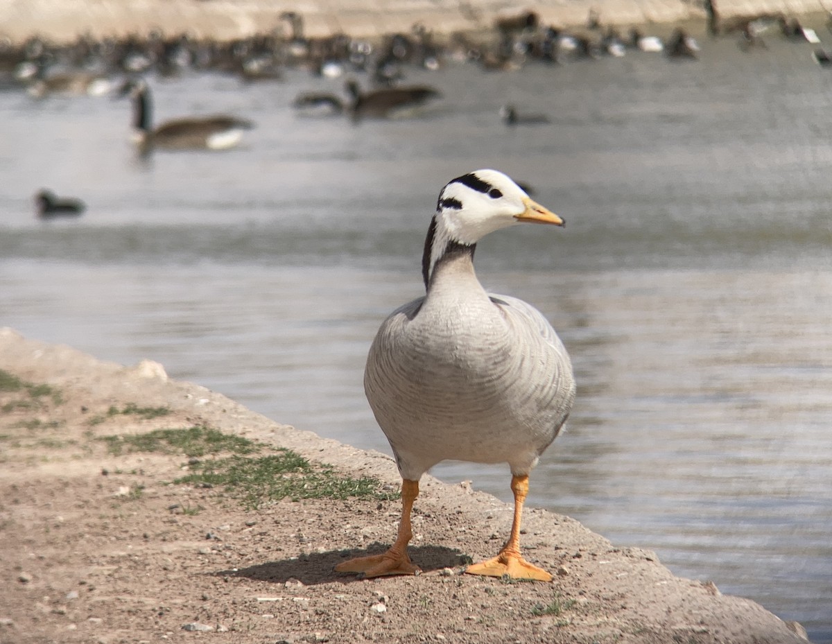 インドガン - ML645577697