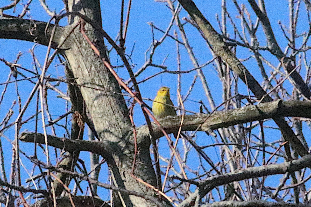 ホオアカアメリカムシクイ - ML645577702