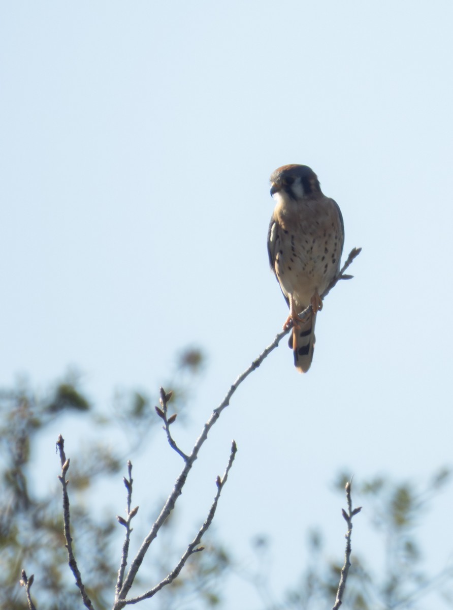 American Kestrel - ML645577704