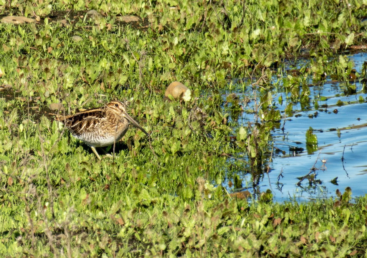 Wilson's Snipe - ML645577708