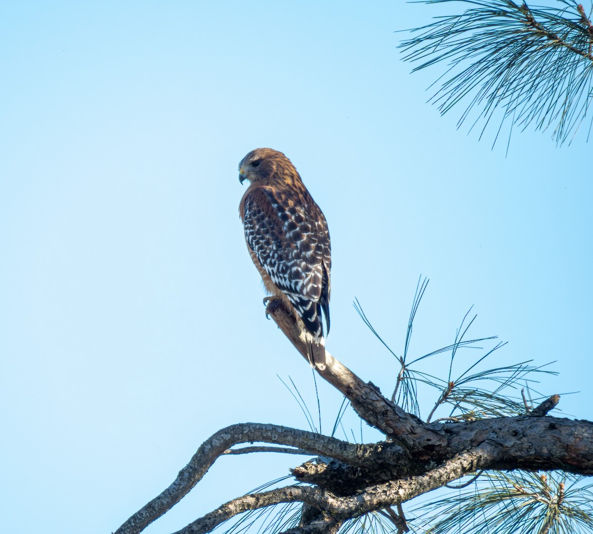 Red-shouldered Hawk - ML645577716