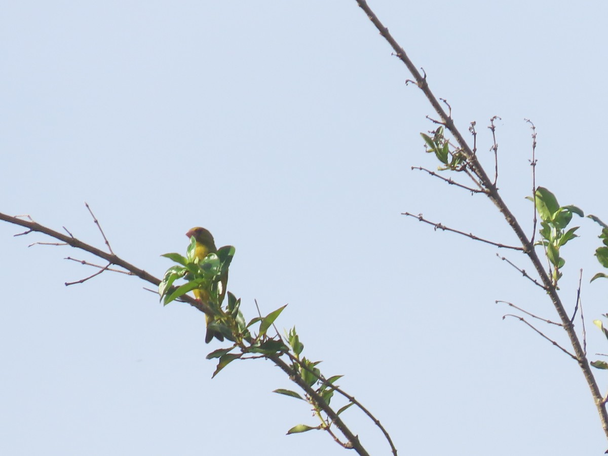 Txorru arrunta - ML645577721