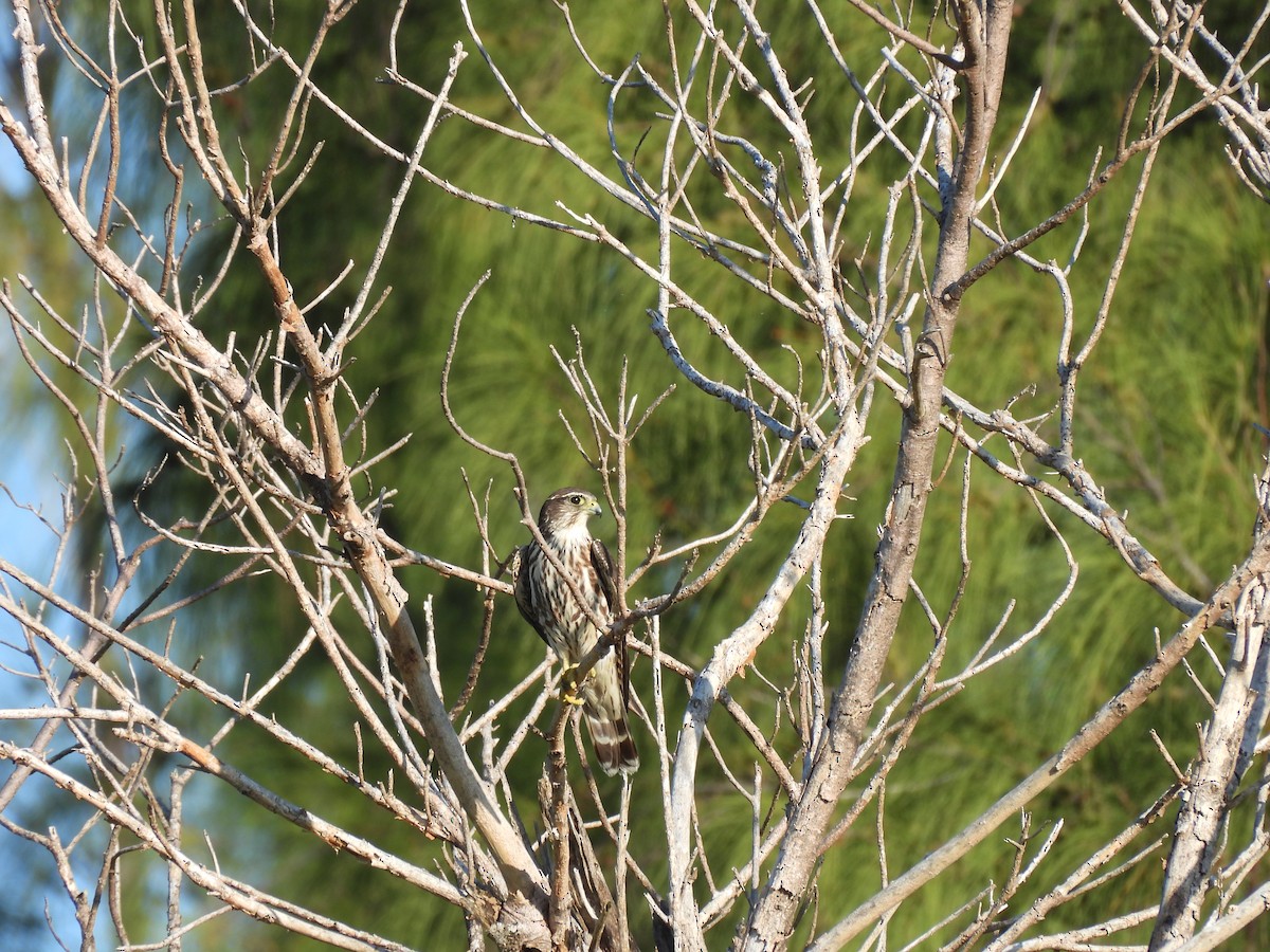 בז גמדי - ML645577731
