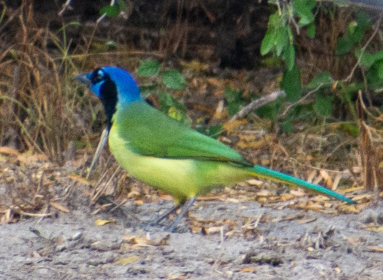 Geai vert - ML645577732